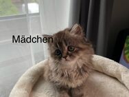 Britisch Langhaar Katzen - Gießen