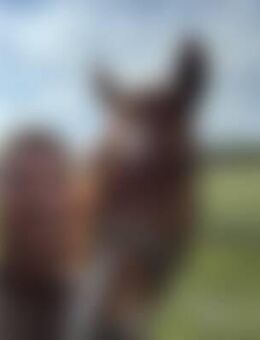 fal*** - Winsen (Aller)