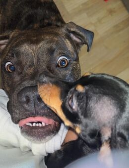 Cane Corso Mix weibchen, Princess (10.01.2026 zwei Jahre) - Fulda