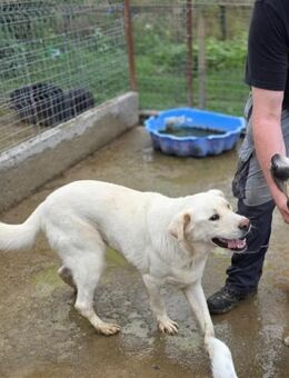 Blondo - sieht mit dem Herzen - Dreikirchen