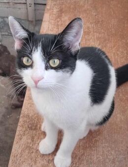 Katze GEORGINA als Neugeborenes gefunden - Augsburg