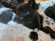 Kitten ab 1.8 abzugeben - Bad Bederkesa