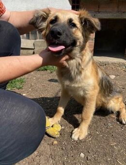 Balu - sanft, freundlich, zum Liebhaben - Berlin