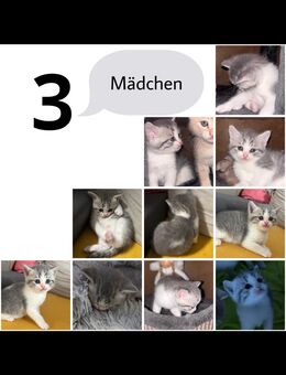 BKH Kitten zur Abgabe - Halle (Saale)