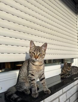 🐾 Süße Babykätzchen suchen ein liebevolles Zuhause 🐾 - Bielefeld