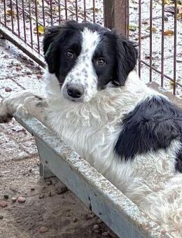 CALIDA ~ schwarz-weißes Hundefräulein - Duisburg