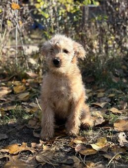 Masni, ein bezauberndes Fellnäschen - Heinsberg