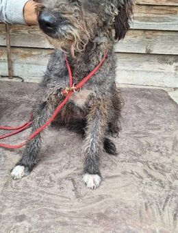 Hündin Baika - Köln