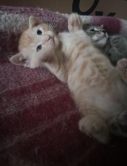 Reservierung, Katzenbaby, Fichtelgebirge, - Marktleuthen Zentrum