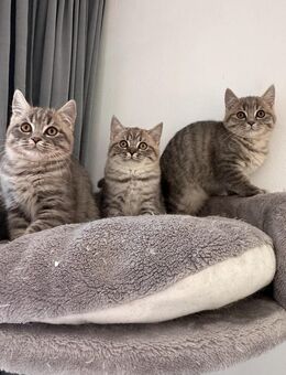 BKH kitten Kater Katze Katzen britisch kurzhaar grau tabby getiegert - Düsseldorf