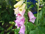 Rosa Fingerhut Samen Fingerhüte winterhart Finger Hut pink Saat Fingerhutsamen Saatgut Blumensamen insektenfreundliche Pflanze für Garten und Balkon Geschenk SWR Treffpunkt Beitrag Blumenwiese - Pfedelbach