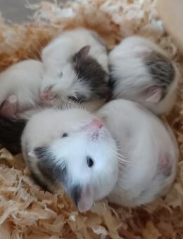 junge flinke kleine Roborowski Zwerghamster kleinster Hamster der Welt - Neustadt (Sachsen) Hohwald