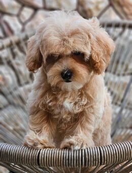 Maltipoo Toy 🐶✨ - Bassersdorf