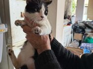 Handicap Kater Vinny - Grevenbroich