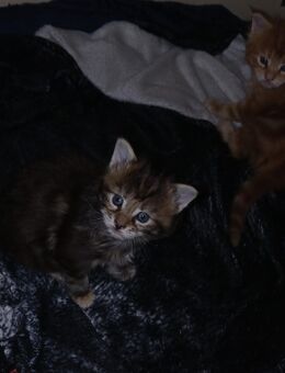 Xxl maine coon kitten reinrassig - Bad Kissingen