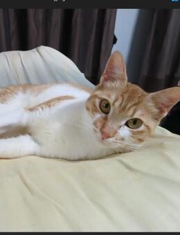 🌸Liebevolle Schmusekatze Betty🌸 - Eislingen (Fils)