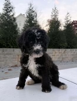 Wunderschöne Bernedoodle Welpen - München