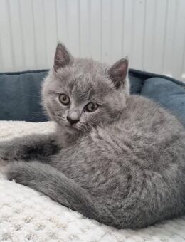 BKH-KITTEN - Bautzen