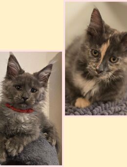 Maine Coon Kitten - Herzberg (Harz)