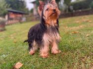 Yorkshire Terrier Welpen - Idar-Oberstein