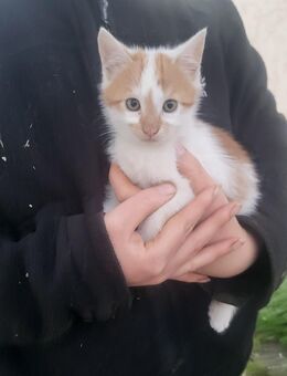 Kitten Babykatze - Hauzenberg