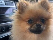 Pomeranian Hündin sucht neues Zuhause - Pforzheim