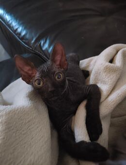 Sphynx Kitten - Fritzlar