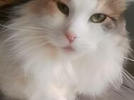 XXL Main Coon Katze weiblich + Stammbaum - Plattling