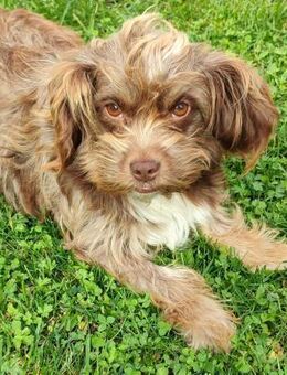 Heidi - kl.Hund mit grossem Herz - Idstein