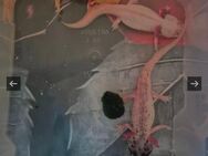 6 Axolotls suchen ein neues Zuhause! - Schweinfurt