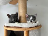 3 Kitten, Kater suchen ein Zuhause - Calw