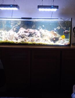 Meerwasseraquarium - Aurich