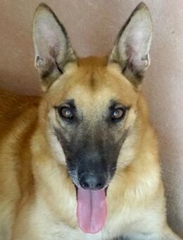 Reuben 2 -braucht Beschäftigung- - Oldenburg