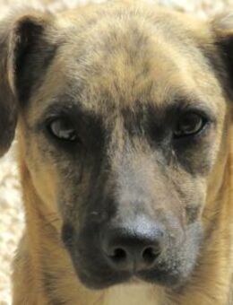 Jersey 2 -braucht geduldige Menschen- - Oldenburg