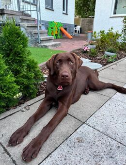 Lenny sucht liebvolles Zuhause - Werl Zentrum
