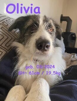 Olivia-sucht ihr Für-Immer-Zuhause - Rinteln