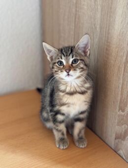 Kitten Babykatzen - Reilingen