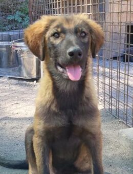 Bertie 💗 so froher, lieber Hundebub - Hamburg