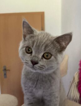 BKH Kitten - Siegen (Universitätsstadt) Eiserfeld