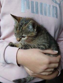 Kitten Katzenbaby abzugeben! - Burgpreppach
