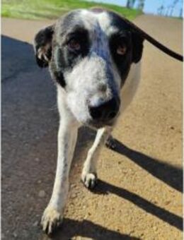 Jalea - Traumhündin sucht Familie - Freudenstadt