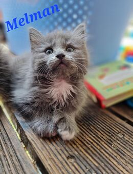 Reinrassige Poly Maine Coon Kitten sind nun auszugsbereit - Meinerzhagen