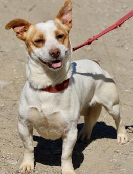 Kevin, sozial, verschmust, aufgeweckt - Westerholt