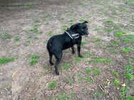 Billy Bil sucht ein Zuhause aus Hanau - Hanau (Brüder-Grimm-Stadt)
