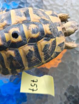 Griechische Landschildkröten THB - Albershausen
