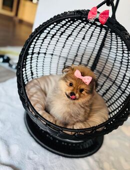 Reinrassige Pomeranian Spitz Welpen Mutter mit Stammbaum - Rheine