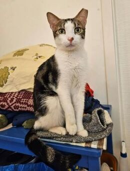 Charlie freundlicher ,liebevoller Kater - Unterföhring