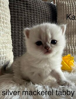 BKH Kitten - Stahlhofen (Wiesensee)