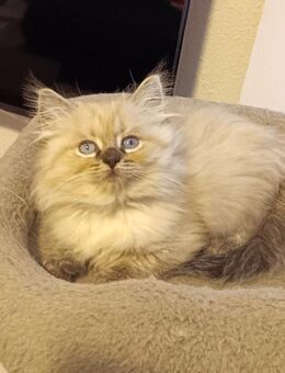 Süße Maine-Coon - Ragdoll Mix Katzenbabys, Babykatzen, Kitten, Katzen Perserkatze, cats - Berlin Steglitz-Zehlendorf