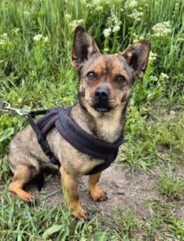 Gina sucht verständnisvolles Zuhause - Kleinostheim